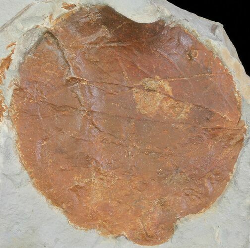 Detailed Fossil Leaf (Zizyphoides) - Montana #68301